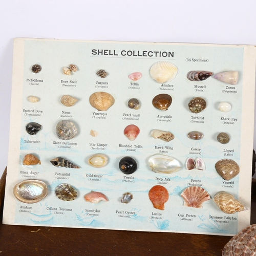 352 - Various seashells, coral, stone samples etc