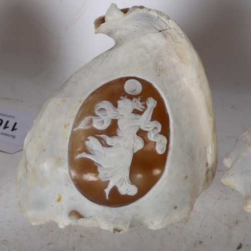 817 - 3 early 19th century conch shells with relief carved Classical cameo panels, largest length 15cm