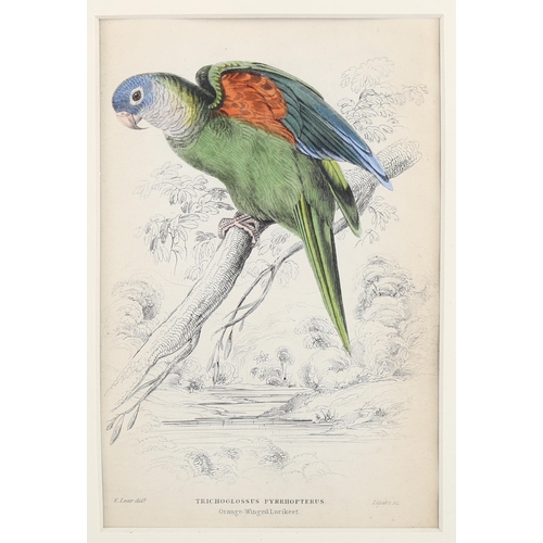 2075 - Edward Lear (1812-1888), hand-coloured lithograph on paper, Orange-Winged Lorikeet (1836), 14.5cm x ... 