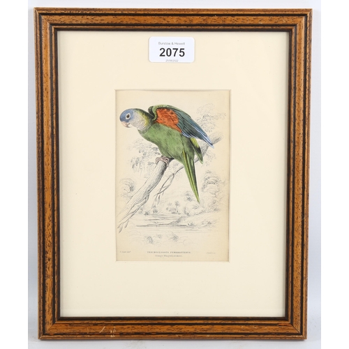 2075 - Edward Lear (1812-1888), hand-coloured lithograph on paper, Orange-Winged Lorikeet (1836), 14.5cm x ... 