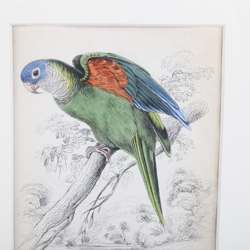 2075 - Edward Lear (1812-1888), hand-coloured lithograph on paper, Orange-Winged Lorikeet (1836), 14.5cm x ... 