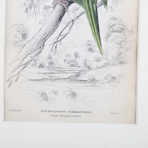 2075 - Edward Lear (1812-1888), hand-coloured lithograph on paper, Orange-Winged Lorikeet (1836), 14.5cm x ... 