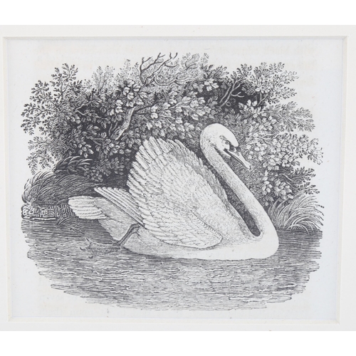 2079 - Thomas Bewick (1753-1828), wood engraving on paper, The Mute Swan, from A History of British Birds 1... 