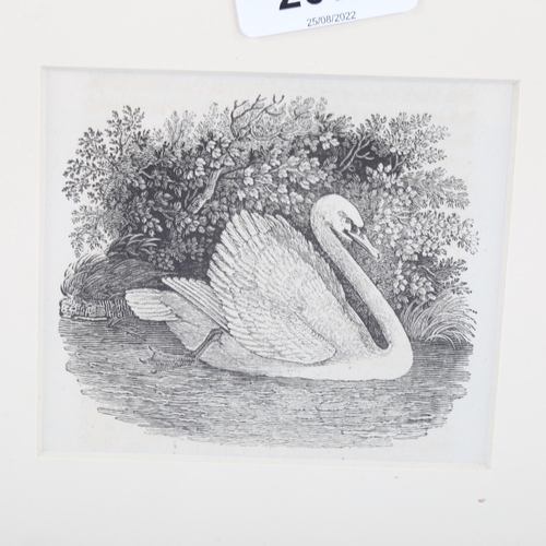 2079 - Thomas Bewick (1753-1828), wood engraving on paper, The Mute Swan, from A History of British Birds 1... 