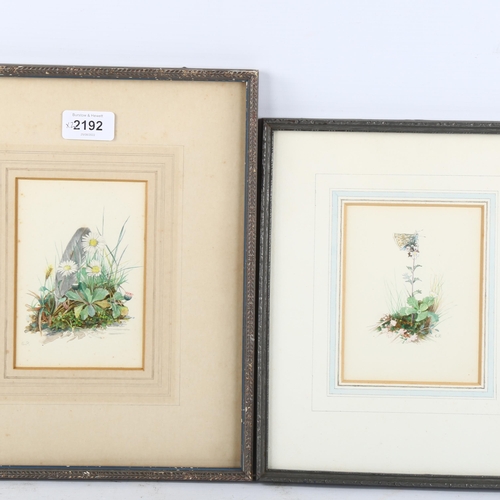 2192 - Edith Payne, 2 watercolours, botanical studies, 14cm x 9cm, framed