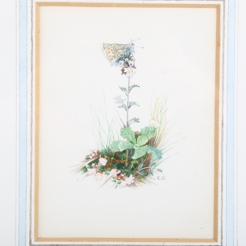 2192 - Edith Payne, 2 watercolours, botanical studies, 14cm x 9cm, framed