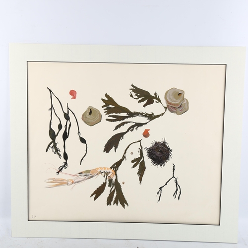 2235 - Attributed to Joan Warburton (1920 - 1996), watercolour, seashells and crustaceans, signed with mono... 