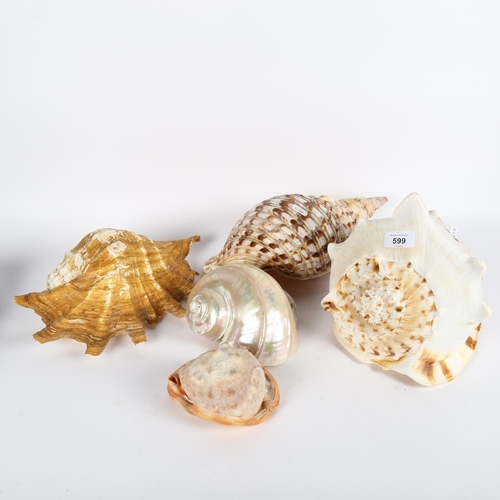 599 - A collection of 5 seashells, largest height 21cm