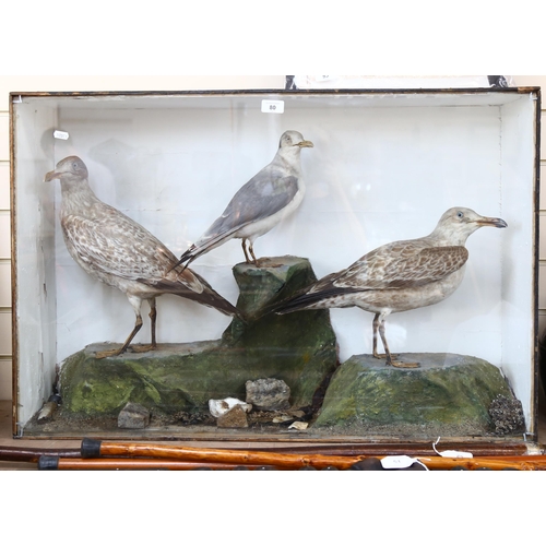 80 - TAXIDERMY - a colony of seagulls, in naturalistic surround with glazed display case, W91cm, H61cm, D... 