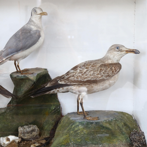 80 - TAXIDERMY - a colony of seagulls, in naturalistic surround with glazed display case, W91cm, H61cm, D... 