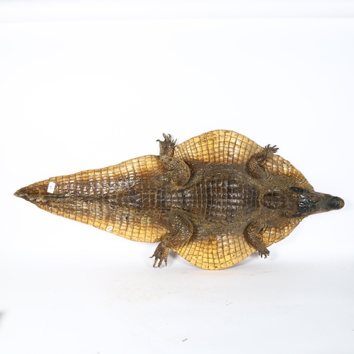 81 - TAXIDERMY - a crocodile skin, with head bearing teeth and claws, length 116cm, width 48cm