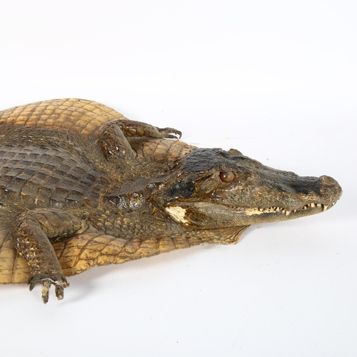 81 - TAXIDERMY - a crocodile skin, with head bearing teeth and claws, length 116cm, width 48cm