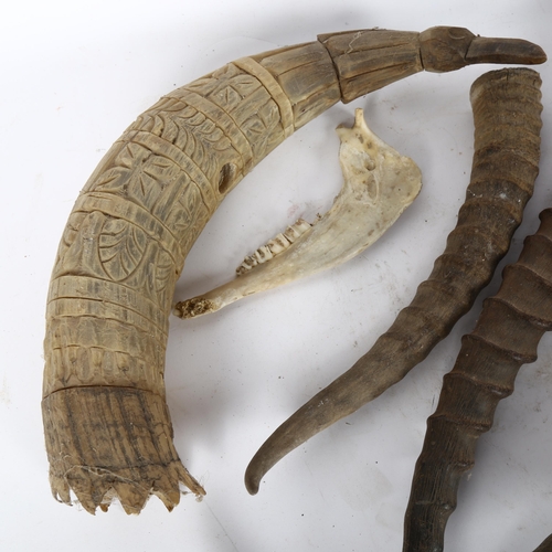 82 - Various animal horns, including Mongolia ibex, buffalo etc