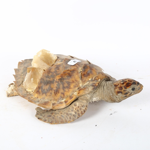 83 - TAXIDERMY - a Hawksbill sea turtle, length 43cm