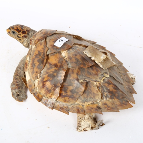 83 - TAXIDERMY - a Hawksbill sea turtle, length 43cm