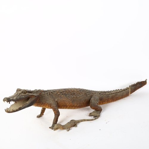 84 - TAXIDERMY - an alligator, length 83cm (tail damaged and missing its tip), and a baby caiman, length ... 