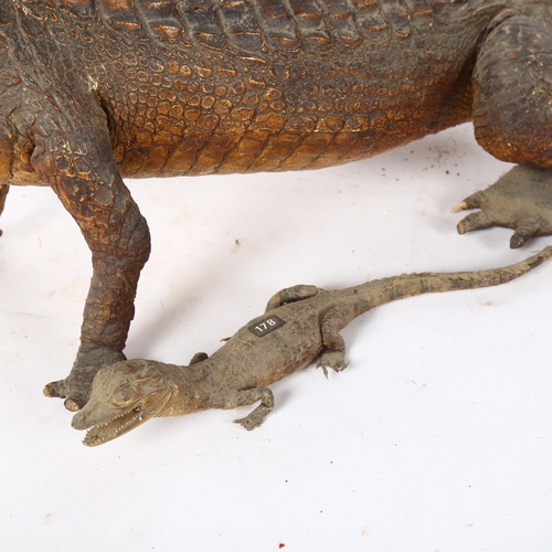 84 - TAXIDERMY - an alligator, length 83cm (tail damaged and missing its tip), and a baby caiman, length ... 