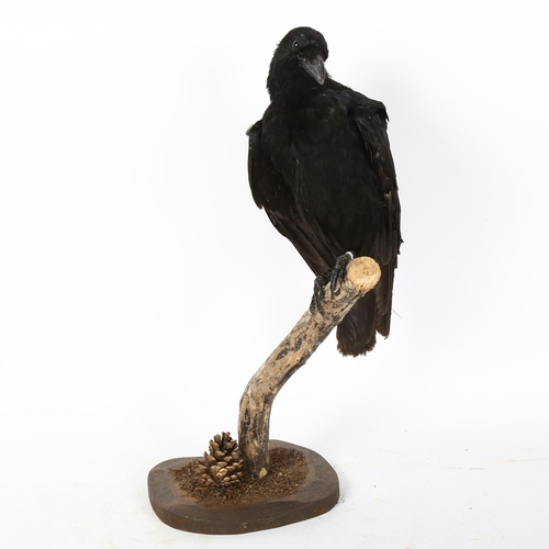 85 - TAXIDERMY - a crow on naturalistic stand, height 50cm