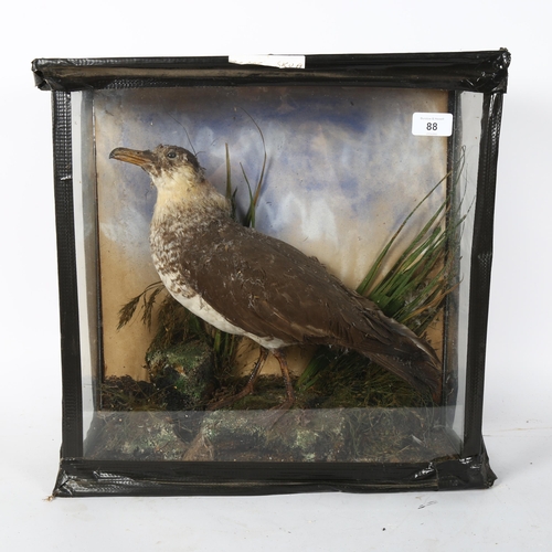 88 - A late 19th/early 20th cased Arctic Skua bird, on naturalistic plinth, in glazed case, case width 44... 