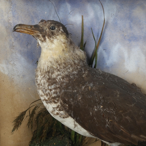 88 - A late 19th/early 20th cased Arctic Skua bird, on naturalistic plinth, in glazed case, case width 44... 