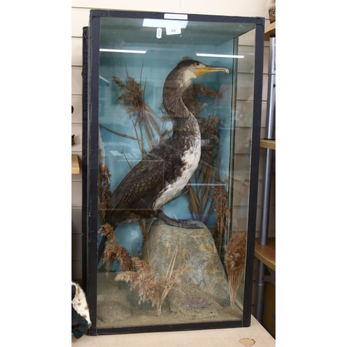 89 - TAXIDERMY - an early 20th century cormorant, on naturalistic plinth, in glazed case, case width 50cm... 