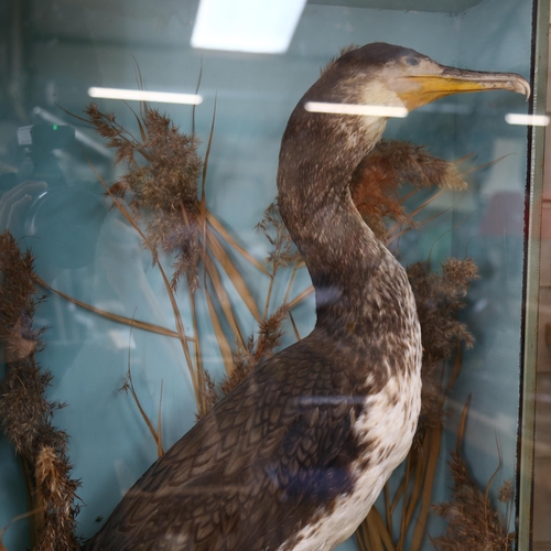 89 - TAXIDERMY - an early 20th century cormorant, on naturalistic plinth, in glazed case, case width 50cm... 