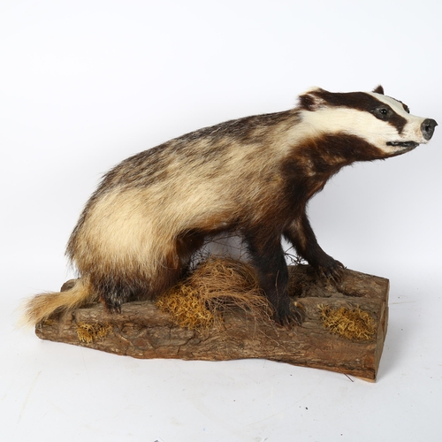 90 - TAXIDERMY - a badger, mounted on wooden plank, length 60cm