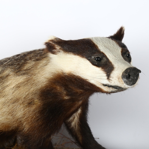 90 - TAXIDERMY - a badger, mounted on wooden plank, length 60cm