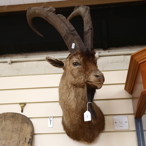 91 - TAXIDERMY - an ibex head and antlers, height 70cm