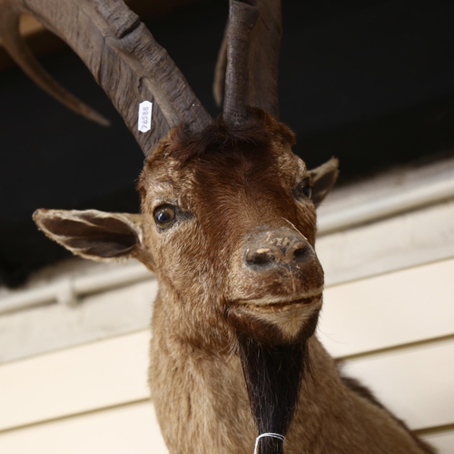 91 - TAXIDERMY - an ibex head and antlers, height 70cm