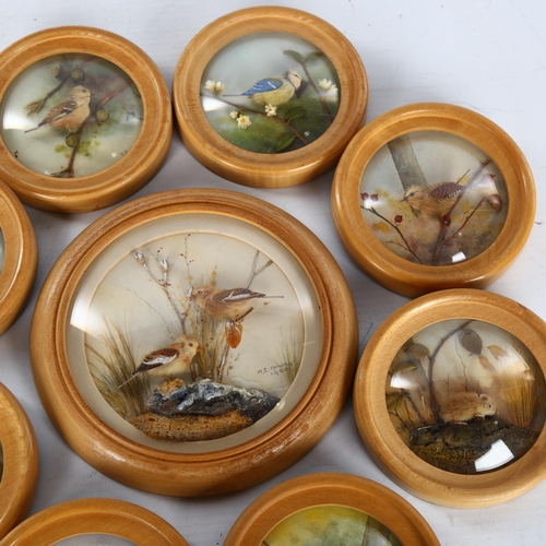 1146 - H E Hervey RMS, 10 miniature diorama pictures behind convex glass depicting garden birds, made with ... 