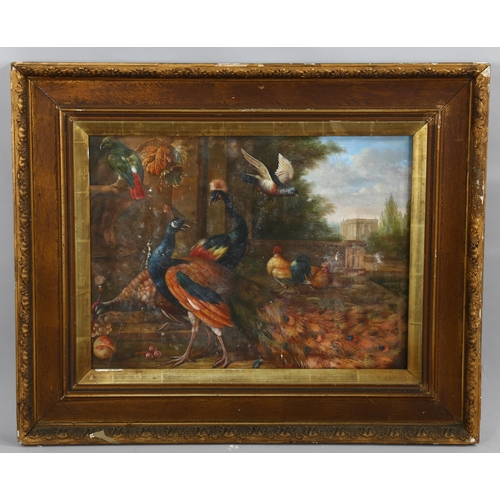 2025 - Oil on canvas, exotic birds on a terrace, late 19th/early 20th century, unsigned, 46cm x 61cm, frame... 