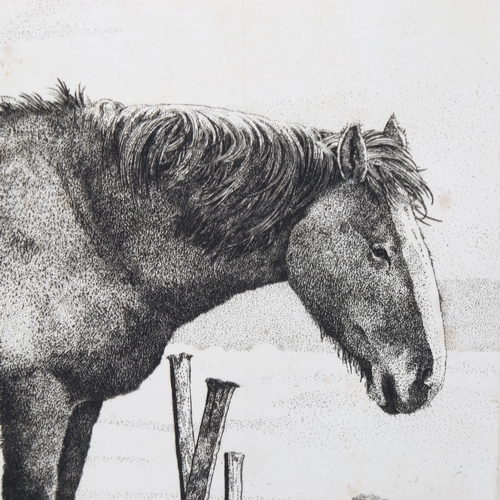 2199 - Simon Bull (1958), limited edition etching on paper, The Old Horse, signed and titled in pencil, Ed.... 