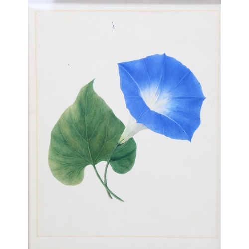 2224 - 2 early 19th century botanical watercolours, unsigned, 30cm x 16cm, framed