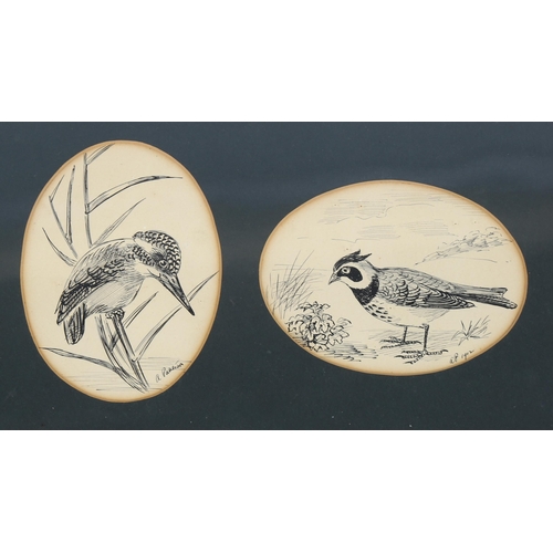 2238 - A Patterson?, 6 ink studies of birds, indistinctly signed and dated 1912, mounted in 2 frames, overa... 