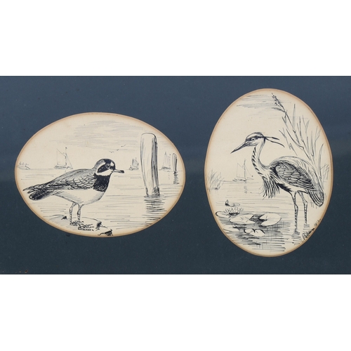 2238 - A Patterson?, 6 ink studies of birds, indistinctly signed and dated 1912, mounted in 2 frames, overa... 