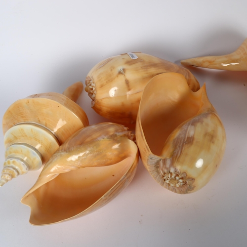 342 - Various seashells, largest 28cm