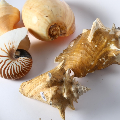 350 - A nautilus shell, 2 conch shells etc, largest 30cm