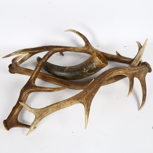 68 - TAXIDERMY - 4 staghorn antlers, and a buffalo horn (5)