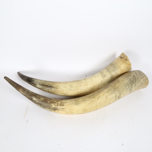 69 - TAXIDERMY - a large pair of Highland Cattle horns, length 75cm