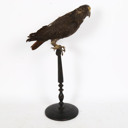 72 - TAXIDERMY - an African Grey parrot (Psittacus Erithacus), on ebonised perch base, overall height 45c... 