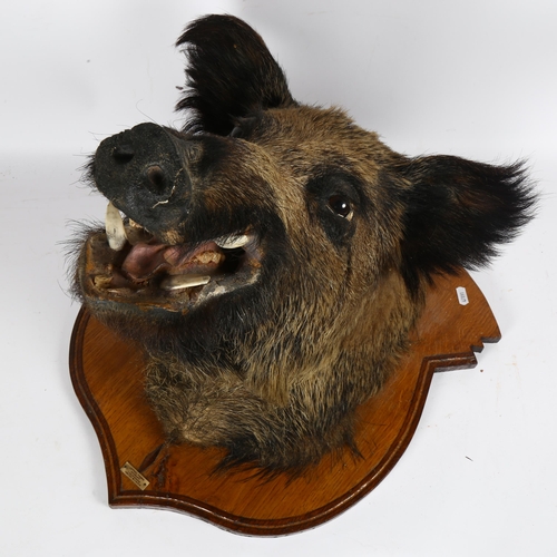 73 - TAXIDERMY - a boar's head, on oak shield bracket, with label for Frederick Leprael (bracket height 5... 