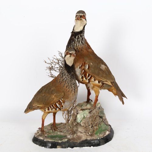 74 - TAXIDERMY - a pair of partridges, on naturalistic base, height 38cm