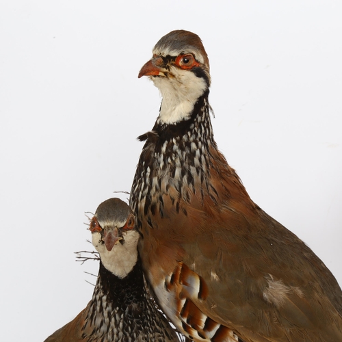74 - TAXIDERMY - a pair of partridges, on naturalistic base, height 38cm