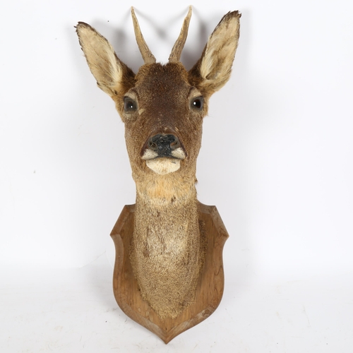 75 - TAXIDERMY - a roe deer head, on oak shield plaque, plaque height 25cm