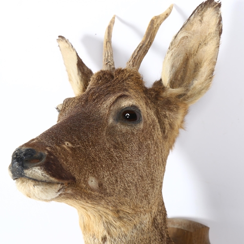 75 - TAXIDERMY - a roe deer head, on oak shield plaque, plaque height 25cm