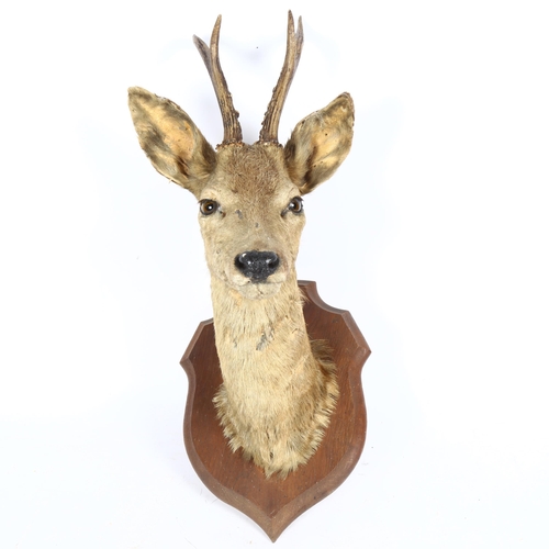 76 - TAXIDERMY - a roe deer head, on oak shield plaque, plaque height 30cm