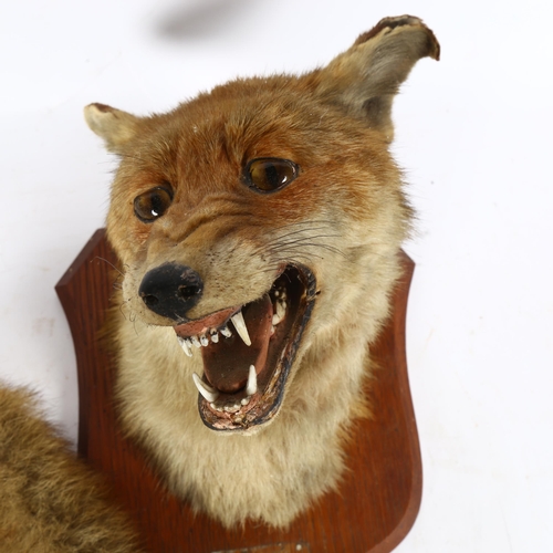 77 - TAXIDERMY - a fox head, on oak shield plaque, and a silver-mounted foxtail fly whisk (2)