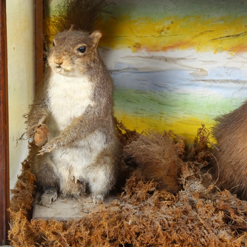 78 - TAXIDERMY - a grey squirrel and stoat, in glazed naturalistic mahogany case, W70cm, H40cm, D30cm