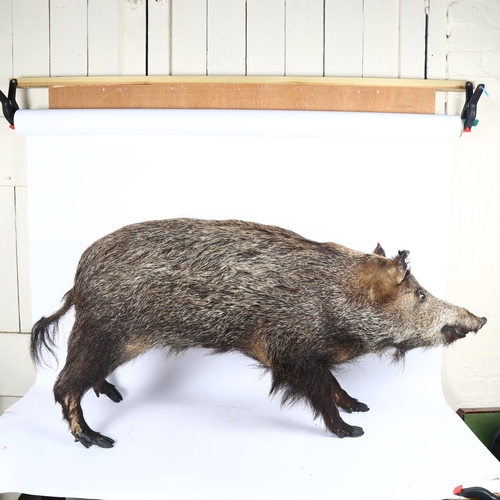 79 - TAXIDERMY - a wild boar, length 115cm